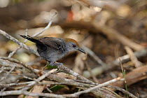 Slender antbird (Rhopornis ardesiacus) female, in caatinga vegetation in the municipality of Boa Nova, southeastern Bahia State, Brazil. September