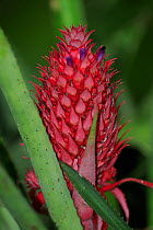 Inflorescence of a Pineapple plant (Ananas comosus) in Atlantic Rainforest near Paraty town, coast of Rio de Janeiro State, southeastern Brazil. September