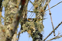 Swallow-tailed cotinga (Phibalura flavirostris) female  sitting on nest in the Atlantic Rainforest of Itatiaia National Park, municipality of Itatiaia, Rio de Janeiro State, southeastern Brazil. Sepem...