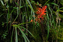Bromeliad (Pitcairnia flammea) flowering in the Atlantic Rainforest at Serrinha do Alambari Environmental Protection Area, municipality of Resende, Rio de Janeiro State, southeastern Brazil. April