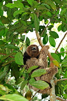 Maned Three toed Sloth (Bradypus torquatus), climbing tree,  Atlantic Rainforest near Itabuna town, southeastern Bahia State, Brazil. Endangered. August 2010