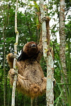 Maned Three toed Sloth (Bradypus torquatus), climbing tree,  Atlantic Rainforest near Itabuna, southeastern Bahia State, Brazil. Endangered. August 2010
