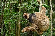 Maned Three toed Sloth (Bradypus torquatus), climbing tree,  Atlantic Rainforest near Itabuna town, southeastern Bahia State, Brazil. Endangered. August 2010
