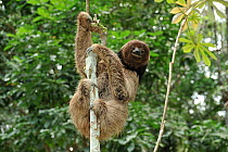 Maned Three toed Sloth (Bradypus torquatus) climbing tree, Atlantic Rainforest near Itabuna town, southeastern Bahia State, Brazil. Endangered. August 2010