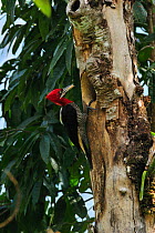 Robust Woodpecker (Campephilus robustus) at  nest entrance,  Atlantic Rainforest of Itatiaia National Park, municipality of Itatiaia, Rio de Janeiro State, southeastern Brazil.