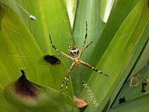 Silver Argiope (Argiope argentata) spider in its web in the Atlantic rainforest of Serrinha do Alambari Environmental Protection Area, municipality of Resende, Rio de Janeiro State, Brazil.