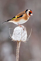 Goldfinch (Carduelis carduelis) perched on Teasel seed head in frost, December, UK