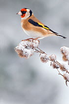 Goldfinch (Carduelis carduelis) perched on snow covered Lesser Burdock seedhead, December, Hertfordshire, UK
