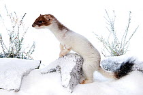 Stoat (Mustela erminea) in partial white winter ermine coat, captive, UK. British stoats rarely assume full winter ermine coast. This animal originated from Teesdale, County Durham.