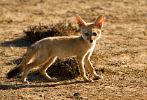 Indian / Bengal fox puppy (Vulpes bengalensis), Kutch, Gujarat, India, April