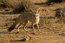 Indian / Bengal fox (Vulpes bengalensis) adult, Kutch, Gujarat, India, April