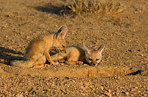 Indian / Bengal fox (Vulpes bengalensis) two pups at den, Kutch, Gujarat, India, April