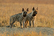 Striped hyena (Hyaena hyaena) two pups at den, Blackbuck National Park, Velavadar, Gujarat, India,  January