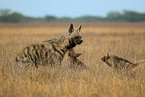 Striped Hyena (Hyaena hyaena) adult female with two pups, Blackbuck National Park, Velavadar, Gujarat, India, January
