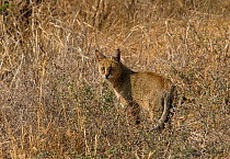 Jungle cat (Felis chaus) camouflaged in grass, Blackbuck National Park, Velavadar, Gujarat, India,  January