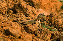 Indian spiny-tailed lizard (Uromastyx hardwickii) with prey, camouflaged against the earth, Kutch, Gujarat, India, April