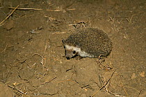 Collared hedgehog (Hemiechinus collaris) at night, Kutch, Gujarat, India, April