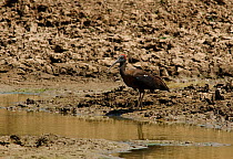 Black ibis (Pseudibis papillosa) at water, Kutch, Gujarat, India, April