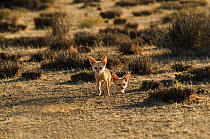 Indian / Bengal fox pups (Vulpes bengalensis) two cubs at den, Kutch, Gujarat, India, April