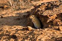 Indian desert jird / gerbil (Meriones hurrianae) at burrow entrance, Kutch, Gujarat, India, April