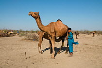 Jat boy milking a Dromedary camel (Camelus dromedarius) while its young suckles, Kutch, Gujarat, India, December 2009