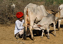 Maldhari man milking his cow (Bos indicus) while the calf suckles, Kutch, Gujarat, India, April 2009