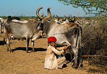 Maldhari man milking his cattle (Bos indicus), Kutch, Gujarat, India, April 2009