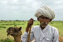 Rabari sheep herder with his camel, Kutch, Gujarat, India, August 2009