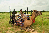 Rabari woman preparing her camel for a journey, Kutch, Gujarat, India. August 2009