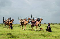 Rabari caravan with women leading camels loaded up for the journey, Kutch, Gujarat, India, August 2009