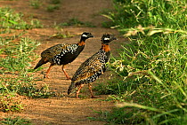 Two Black francolin (Francolinus francolinus), Kutch, Gujarat, India. August 2009