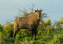 Nilgai (Boselaphus tragocamelus) bull, Blackbuck National Park, Velavadar, Gujarat, India, January