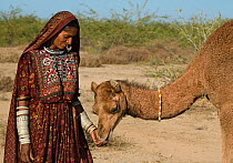 Jat woman with camel, Kutch, Gujarat, India, December 2009