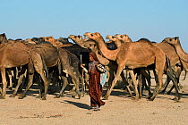 Jat woman with herd of Dromedary camels (Camelus dromedarius), Kutch, Gujarat, India, December 2009