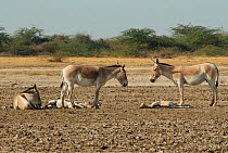 Asiatic Wild Ass (Equus hemonius) adults with foals resting, Little Rann of Kutch, Gujarat, India, February 2010, Endangered