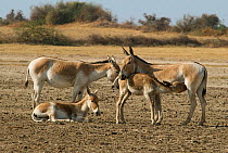 Asiatic Wild Ass (Equus hemonius) adults with foals resting, Little Rann of Kutch, Gujarat, India, February 2010, Endangered