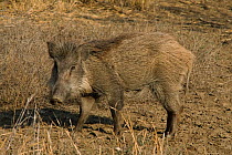 Wild boar (Sus scrofa) Blackbuck National Park, Velavadar, Gujarat, Asia, January