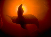 Amazon river dolphin / Boto (Inia geoffrensis) underwater with light above, Rio Negro, Amazonia, Brazil, July