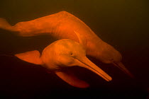 Two Amazon river dolphins / Botos (Inia geoffrensis) swimming underwater in flooded rainforest, Rio Negro, Amazonia, Brazil, July