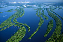Aerial view of flooded rainforest / varzea, Anavilhanas Archipelago, Rio Negro, Amazonia, Brazil, July 2008
