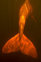 Amazon river dolphin / Boto (Inia geoffrensis) tail view underwater with light above, flooded rainforest, Rio Negro, Amazonia, Brazil, July