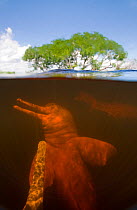 Split level view of Amazon River Dolphin / Boto (Inia geoffrensis) in flooded forest, Ariau River, tributary of Rio Negro, Amazonia, Brazil, July