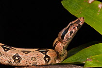 Redtail Boa (Boa constrictor constrictor) captive, Ecuador