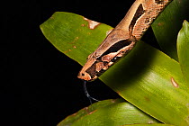 Redtail Boa (Boa constrictor constrictor) captive, Ecuador