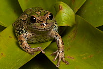 Riobamba marsupial frog (Gastrotheca riobambae) Andes, Ecuador, Endangered species