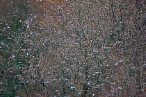 Huge flock of Bramblings (Fringilla montifringilla) roosting in tree, Gorbeia Natural Park, Basque country, Spain, January 2011, unusual winter visitors pushed further south than usual by the harsh wi...