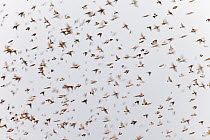 Huge flock of Bramblings (Fringilla montifringilla) in flight, Gorbeia Natural Park, Basque country, Spain, January 2011, unusual winter visitors pushed further south than usual by the harsh winter co...