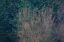 Huge flock of Bramblings (Fringilla montifringilla) flying to roost in tree, Gorbeia Natural Park, Basque country, Spain, January 2011, unusual winter visitors pushed further south than usual by the h...