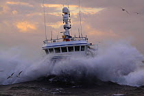 Fishing vessel "Harvester" on a stormy North Sea. Europe, November 2010. Property released.