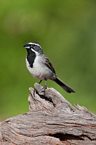 Black-throated sparrow (Amphispiza bilineata) perching on a mesquite log in the Rio Grande Valley of South Texas, USA, April